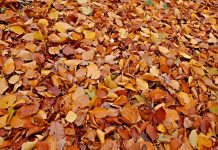 A lombszívó szerepe az őszi kertrendezésben