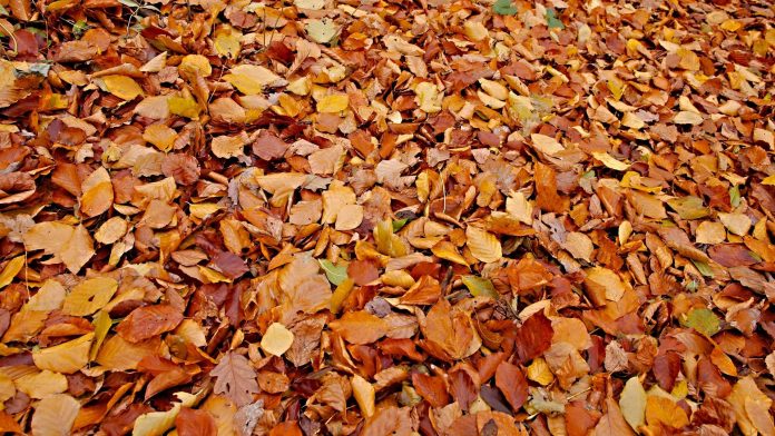 lombszivo-1920x1080_wp